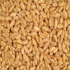high yield wheat seeds bajpur, gadarpur, rudrapur
