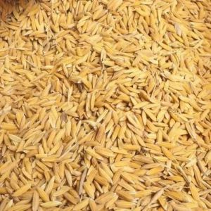 high yield paddy rice seeds bajpur, gadarpur, rudrapur